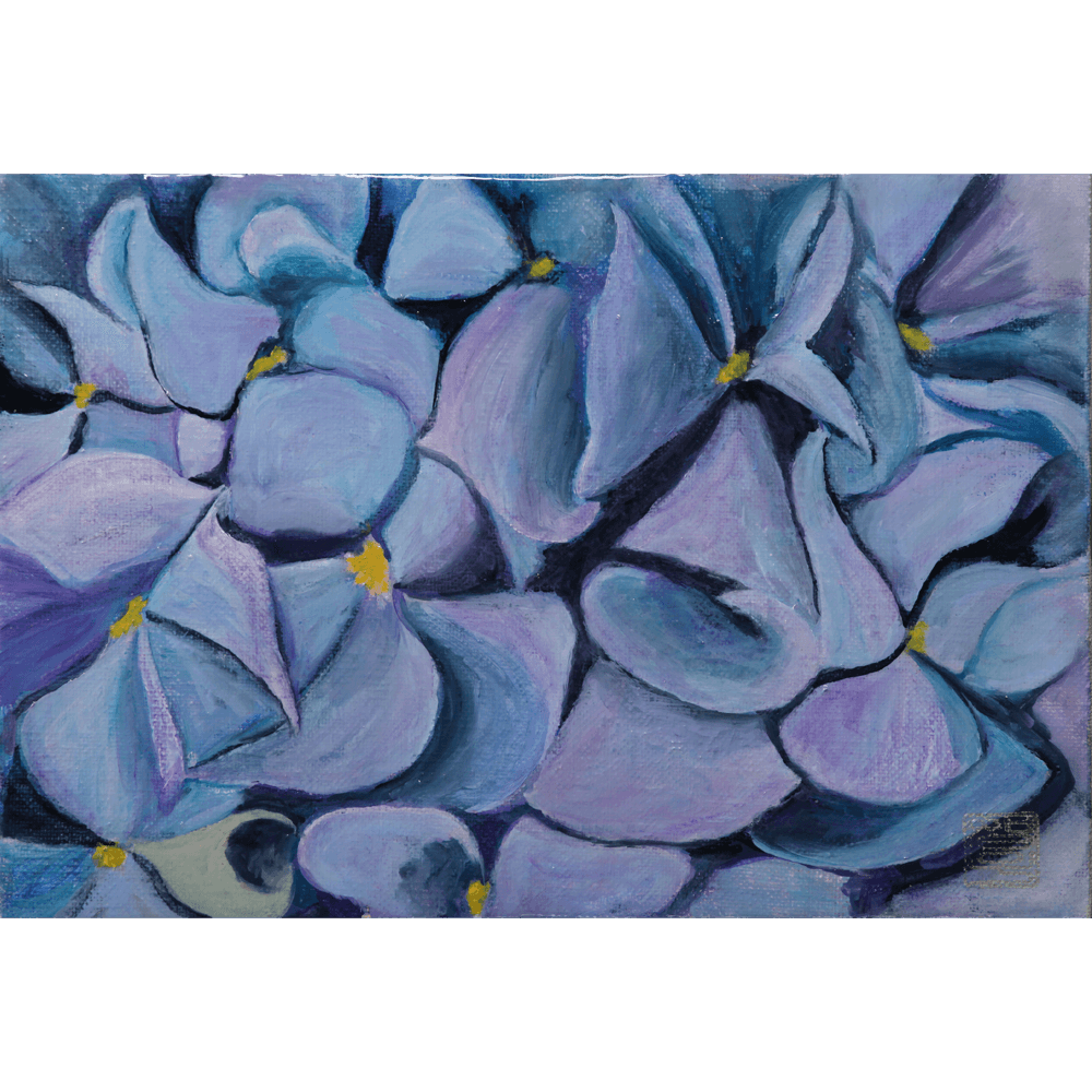 薄青色の紫陽花