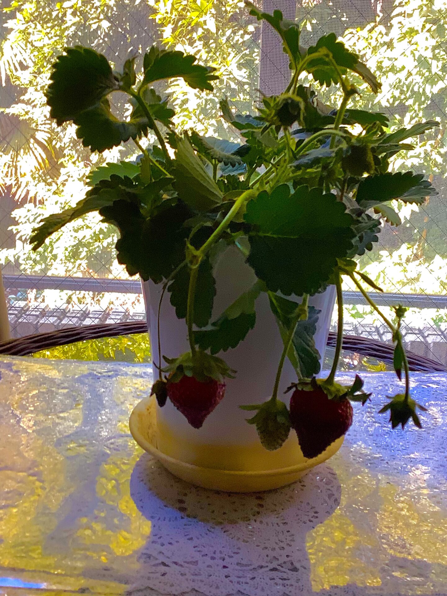 Potted strawberries 2022