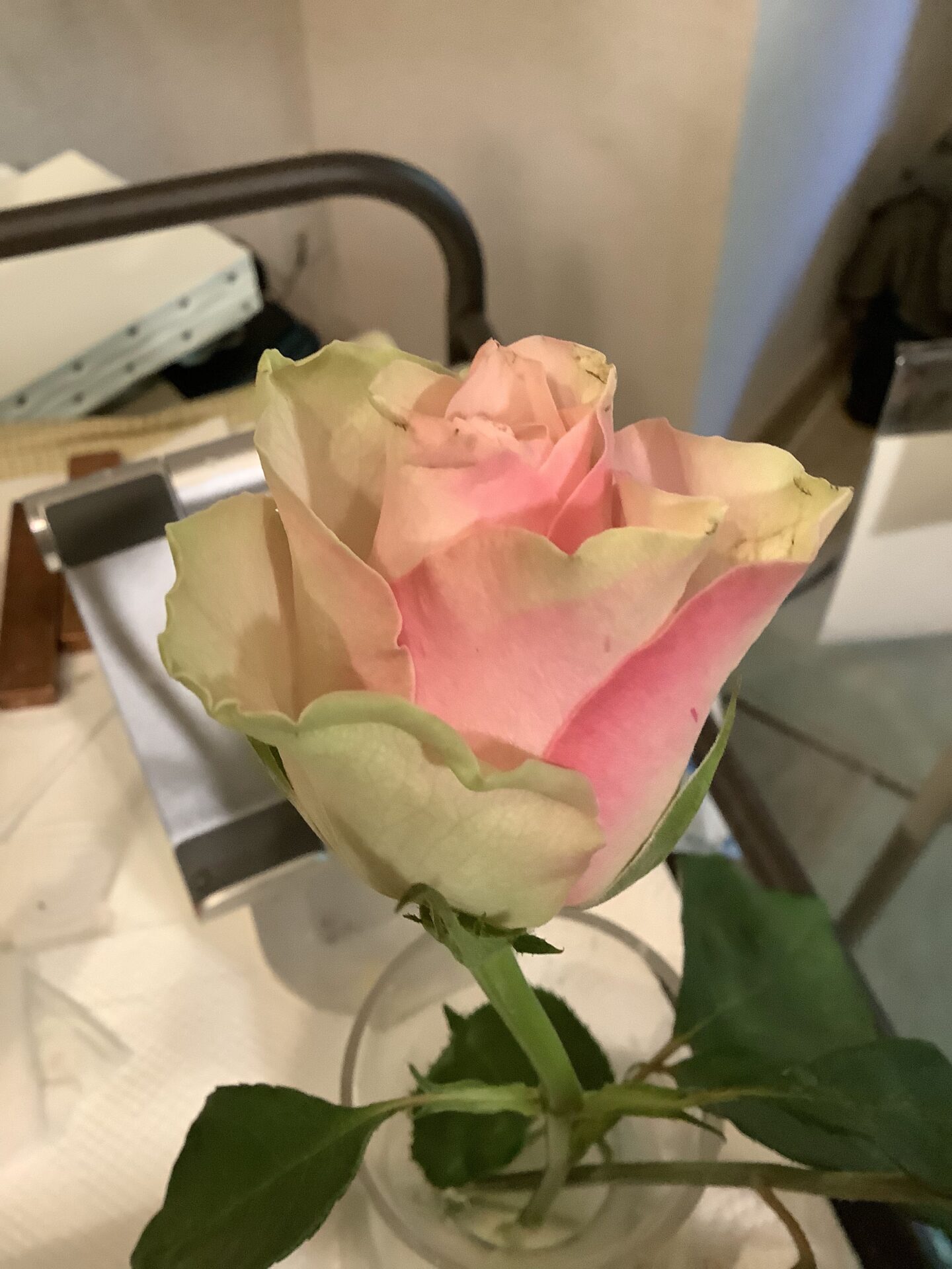 Pastel color rose 2022