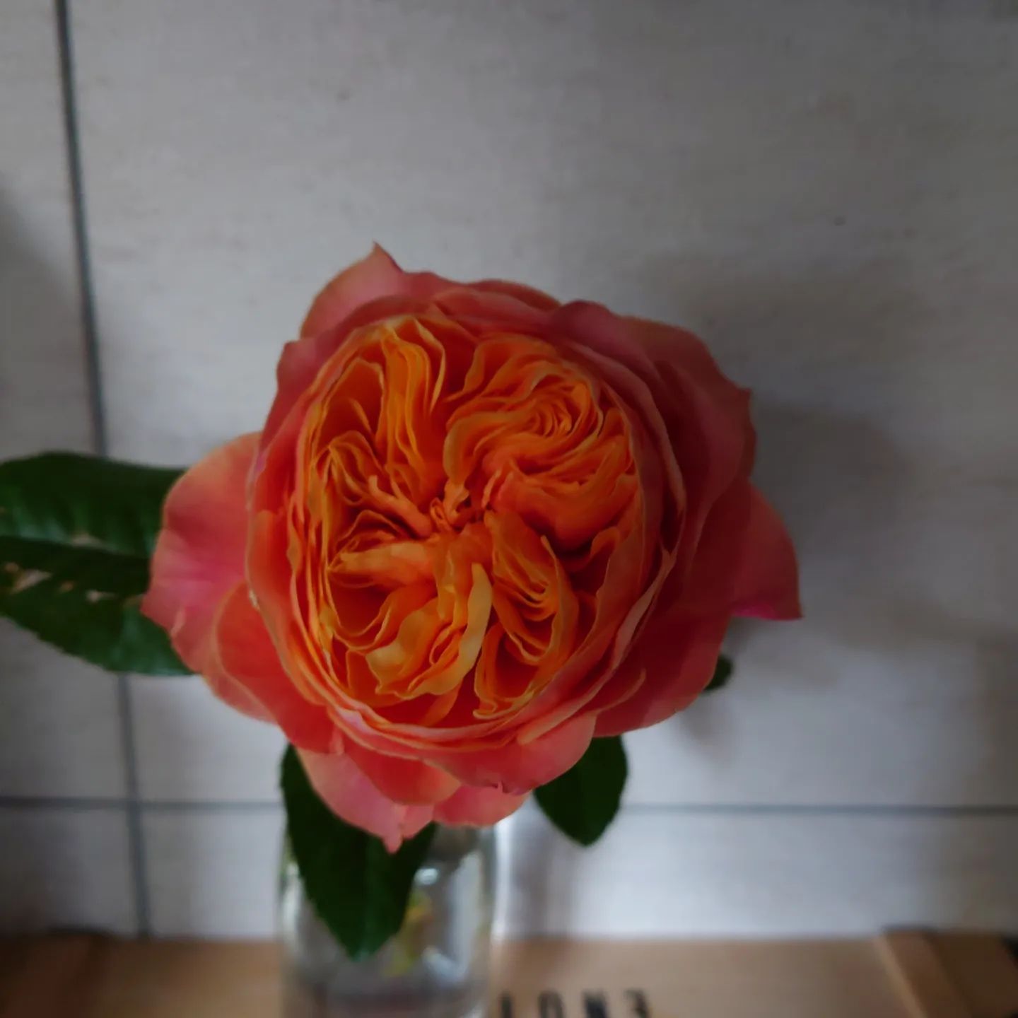 ロゼット咲きの薔薇-オレンジ 2023