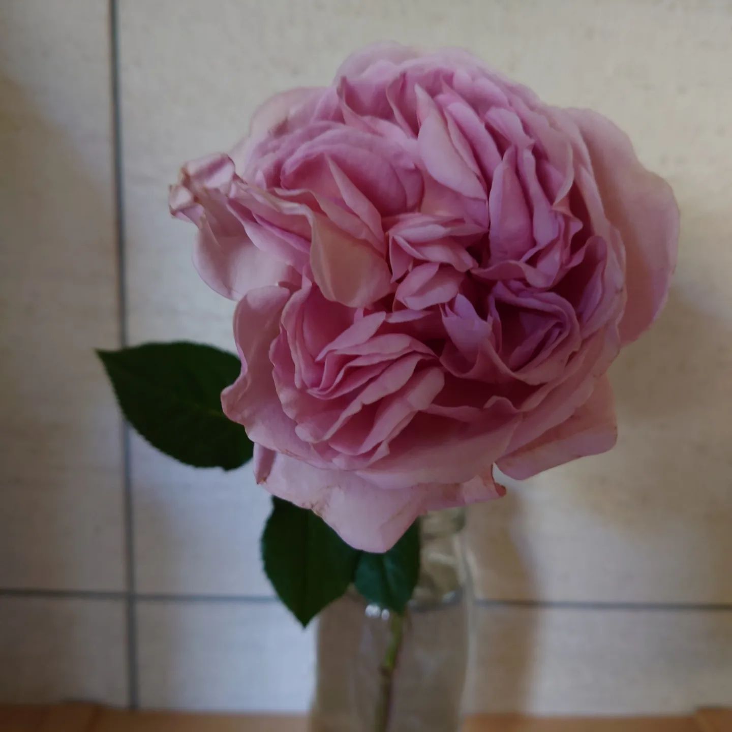 ロゼット咲きの薔薇-ピンク 2023