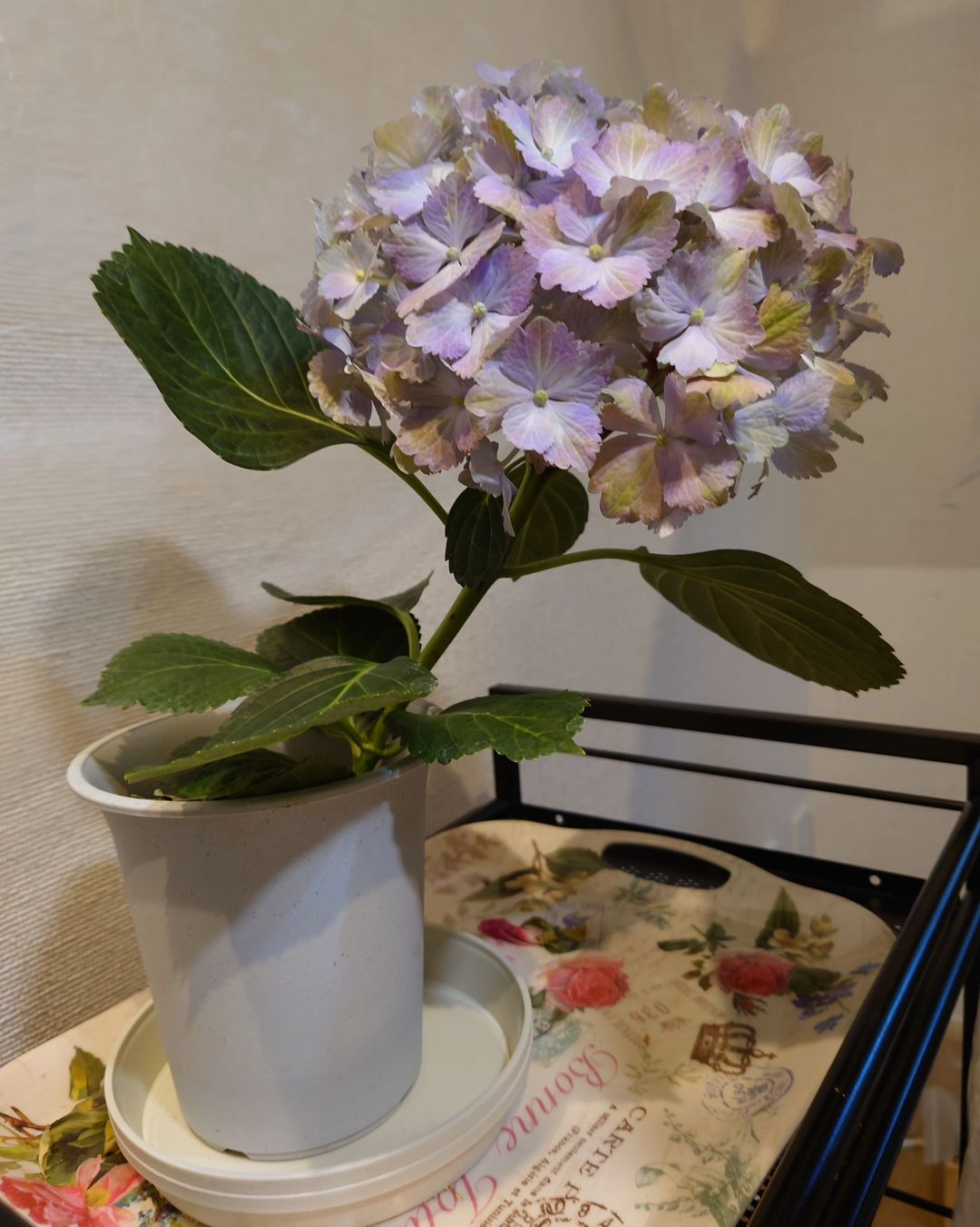 Hydrangea as a mother's day gift with carnations 2023 