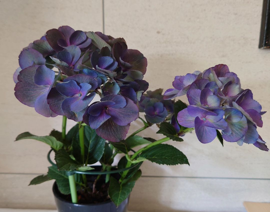 Hydrangeas: blue purple color 2023