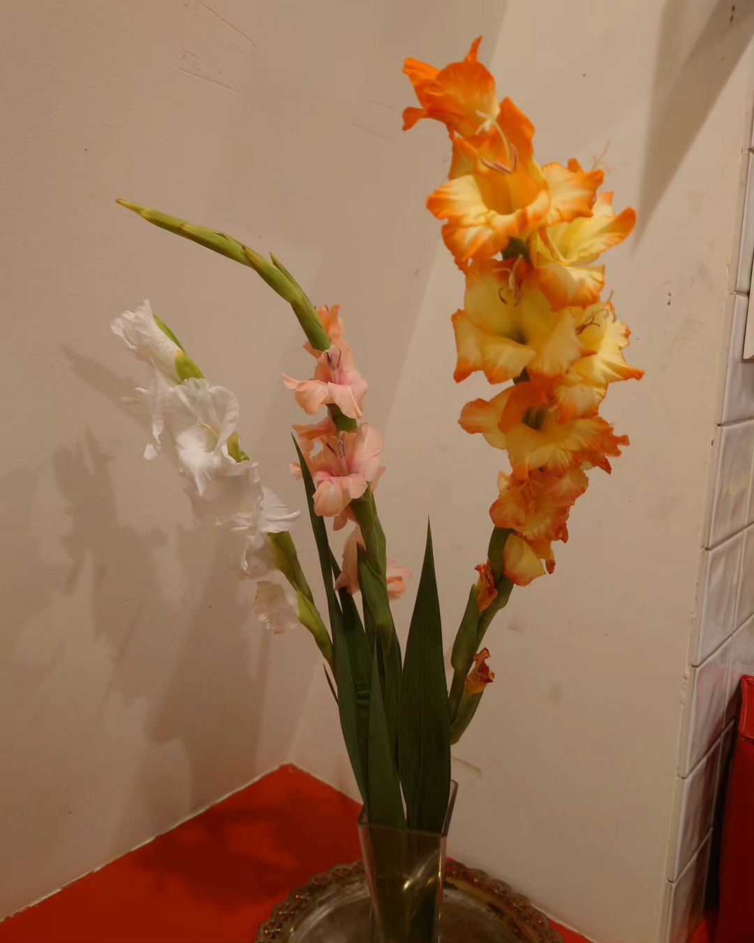 3 colors of Gladiolus 2023