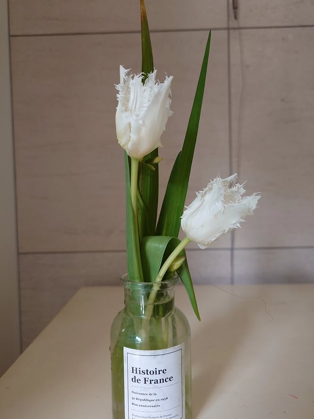 White Lace Frilled Tulips　2025