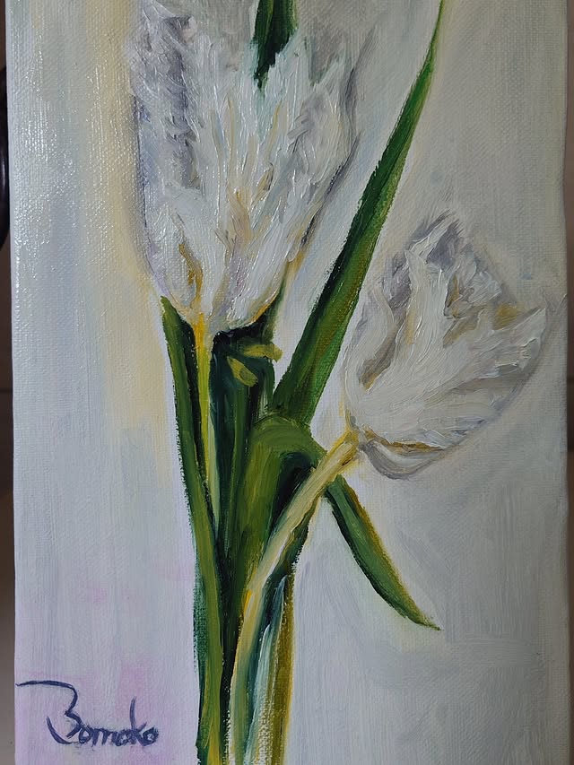 White Lace Frilled Tulips　2025