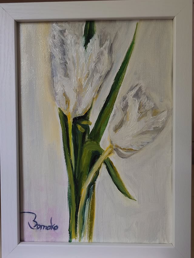 White Lace Frilled Tulips　2025