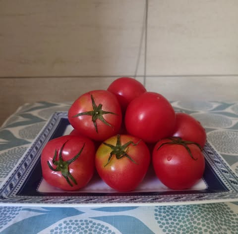 Special Sale Tomatoes ②　2025